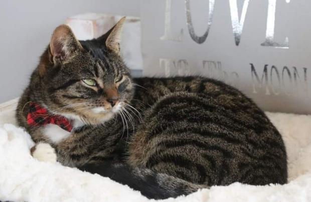 Isle of Wight County Press: Woody the cat is home. 