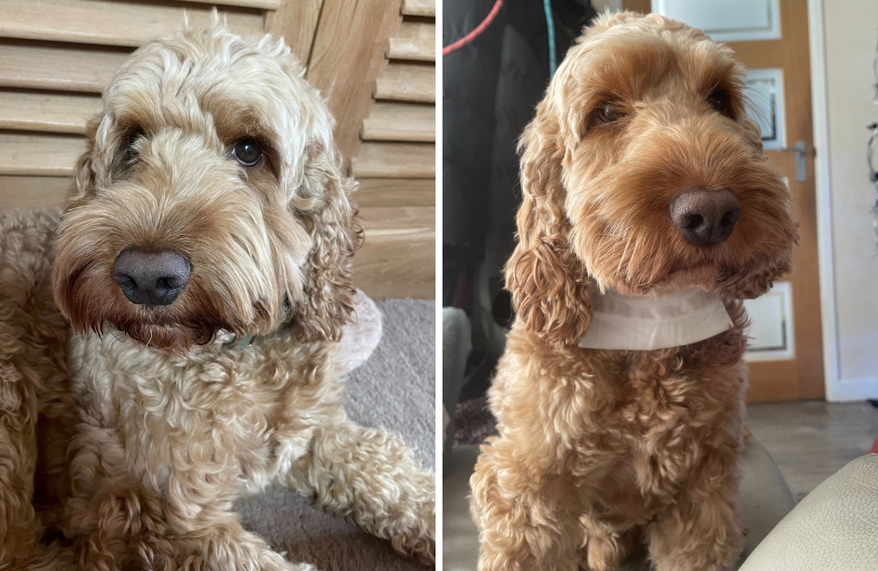 Pitbull attack on Isle of Wight brings stark warning | Isle of Wight County Press - Vimarsana News