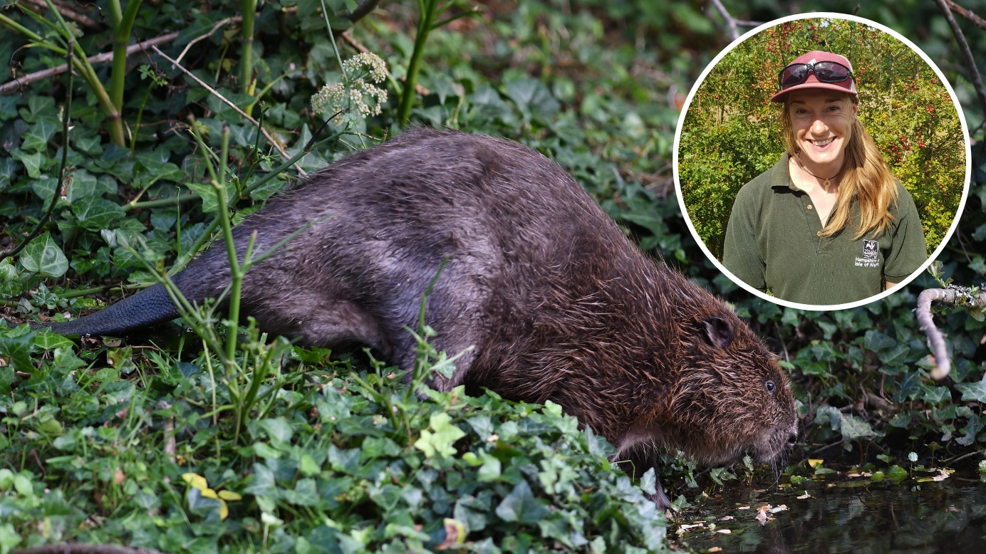 Isle of Wight beaver introduction questions answered | Isle of Wight County Press - Vimarsana News