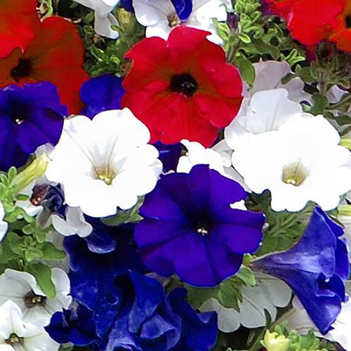 Isle of Wight County Press: 'Union Jack' Pre-Planted Basket (You Garden)
