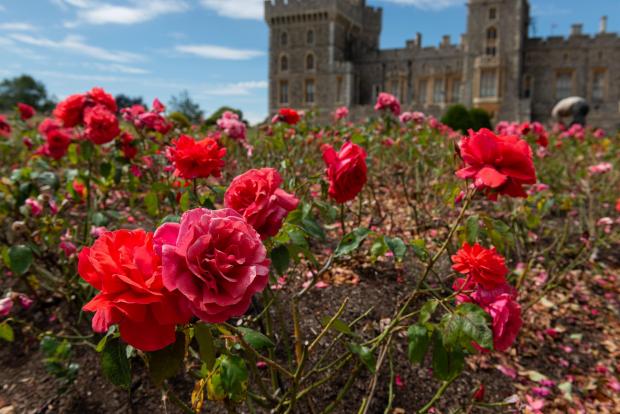 Isle of Wight County Press: The pink roses in the East Terrace Garden at Windsor Castle (PA) 