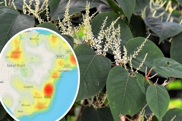 Japanese knotweed hotspots on the Isle of Wight.