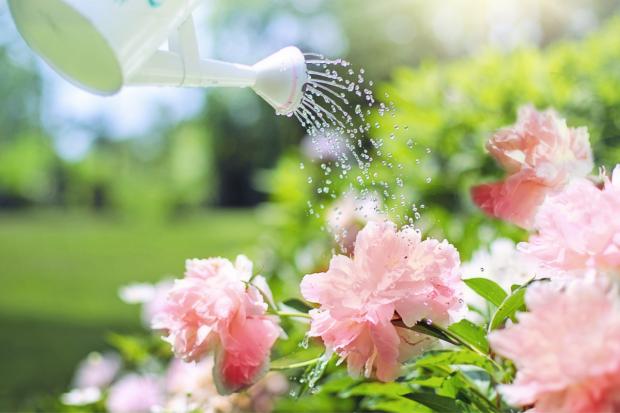 Isle of Wight County Press: A watering can watering some pink flowers. Credit: Canva