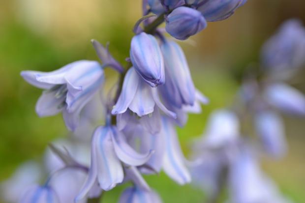Isle of Wight County Press: Bluebells. Credit: Canva