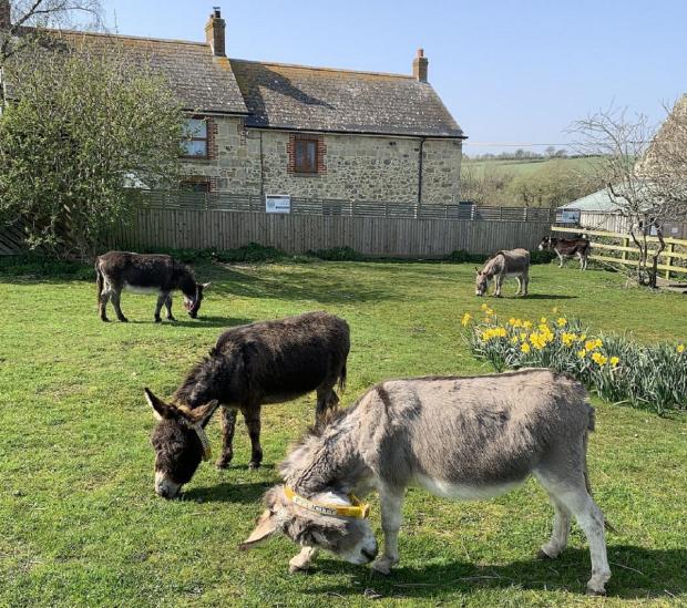 Isle of Wight County Press: The Isle of Wight Donkey Sanctuary provides a forever home to their rescue animals. Picture: Tripadvisor