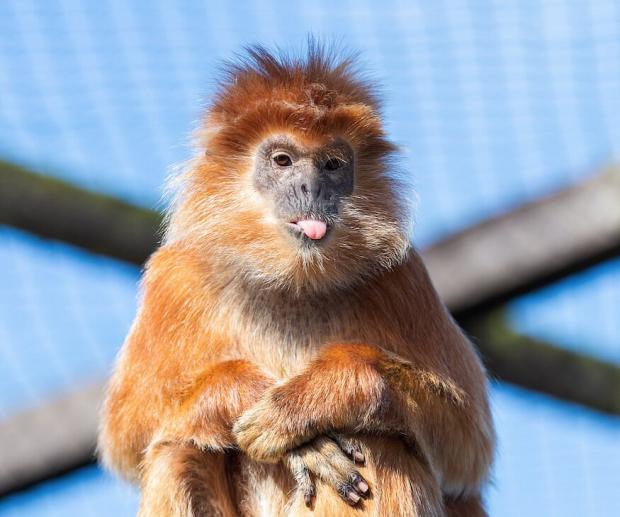 Isle of Wight County Press: Monkey Haven cares for all kinds of primates, meerkats, birds of prey, reptiles. Picture: Tripadvisor