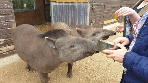 Isle of Wight County Press: Amazon World Zoo Park has a variety of activities on offer to keep youngsters occupied. Picture: Tripadvisor