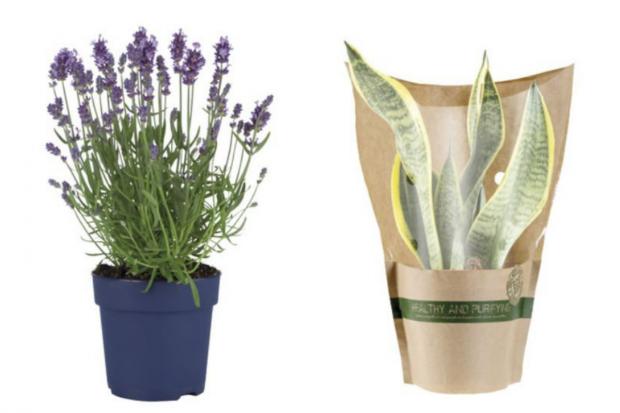 Isle of Wight County Press: (Left) English Lavender and (right) Air Purifying Plant (Lidl/Canva)