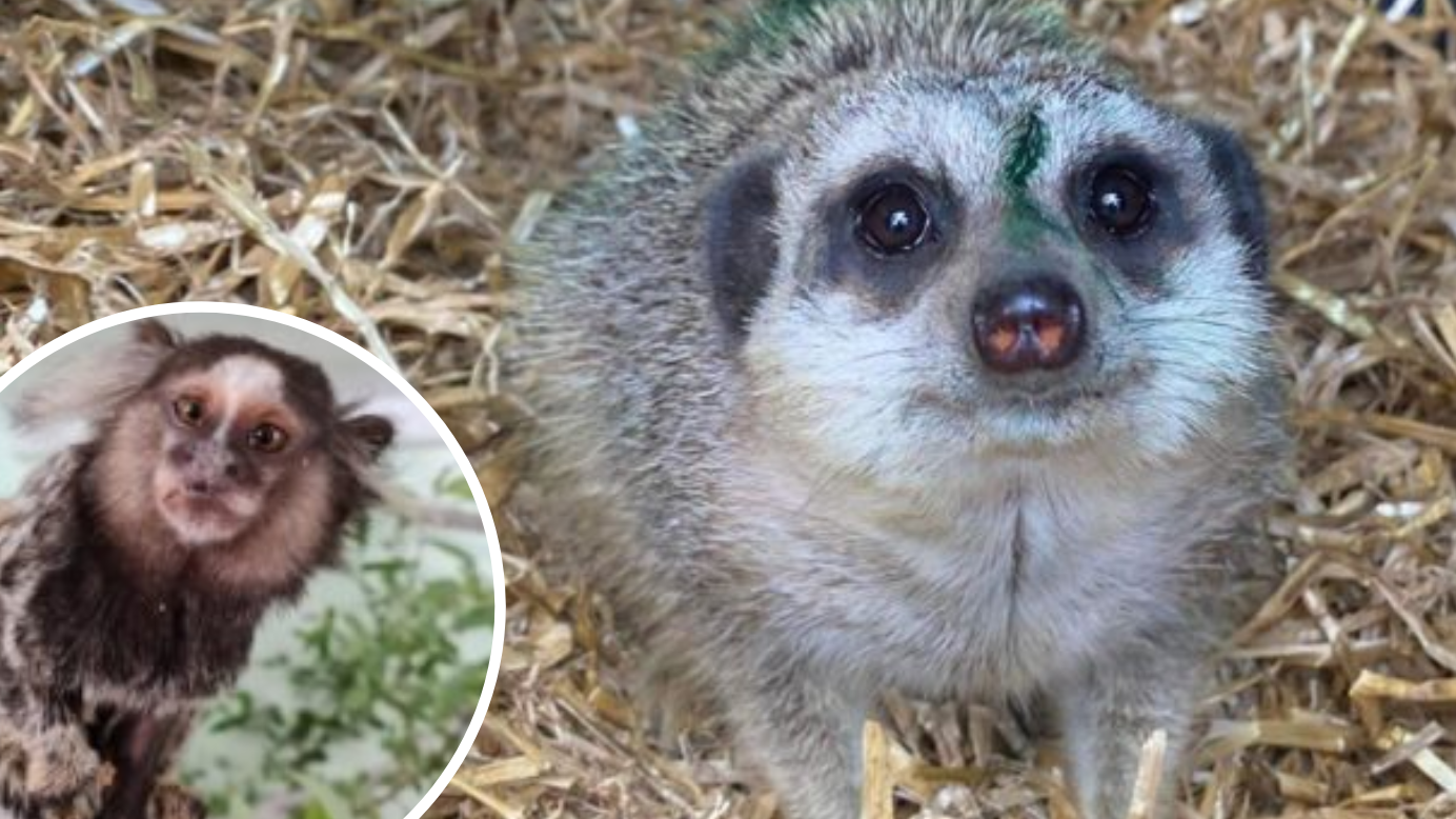 Isle of Wight attraction Monkey Haven welcomes new arrivals | Isle of Wight County Press - Vimarsana News