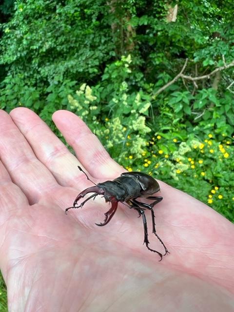 Isle of Wight County Press: The stag beetle can grow to be up to 7.5cm in length.