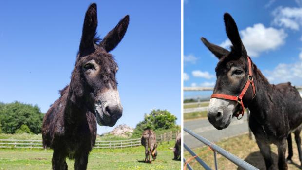 Isle of Wight County Press: Rupert the donkey. Courtesy of Isle of Wight Donkey Sanctuary.