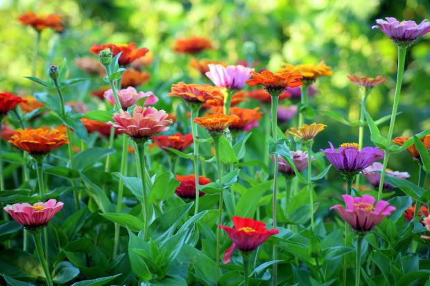 Isle of Wight County Press: Colourful flowers in a garden. Credit: Canva