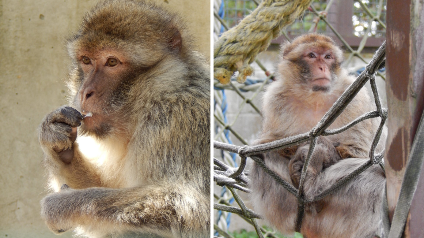 Isle of Wight Monkey Haven mourns barbary macaque Nanushka | Isle of Wight County Press - Vimarsana News