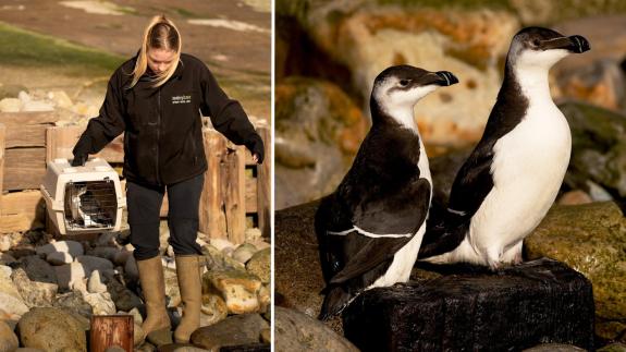 Isle of Wight County Press: The razorbills were released were they were originally found, near St Catherine's Lighthouse Isle of Wight County Press: The razorbills were released were they were originally found, near St Catherine's Lighthouse