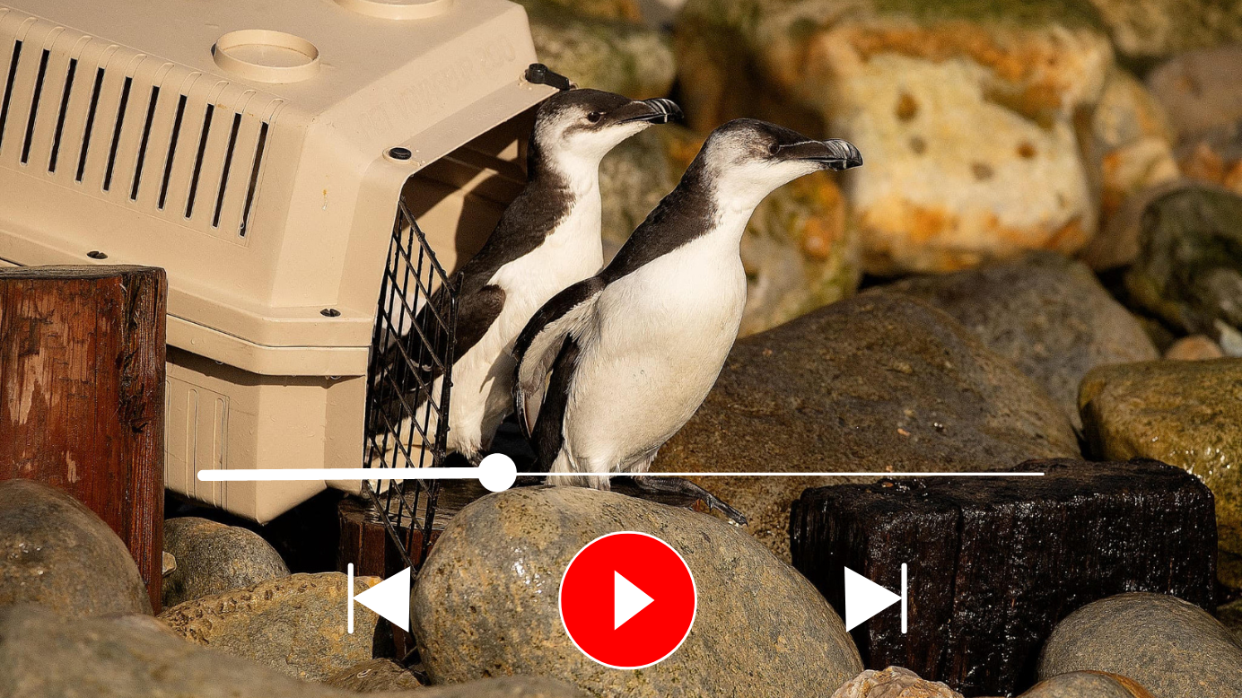 Watch as Isle of Wight Monkey Haven releases rescued razorbills | Isle of Wight County Press - Vimarsana News