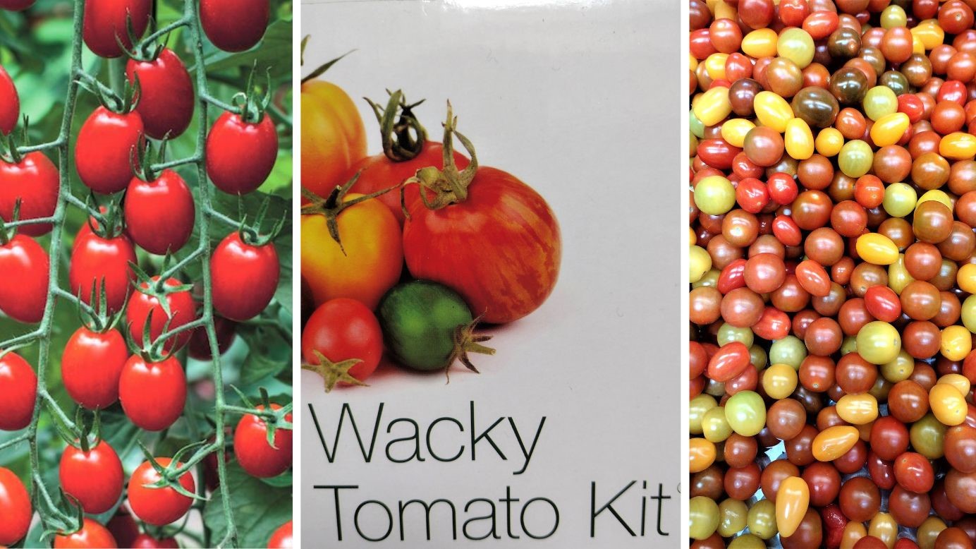 Isle of Wight gardeners spoilt for choice when growing tomatoes | Isle of Wight County Press - Vimarsana News