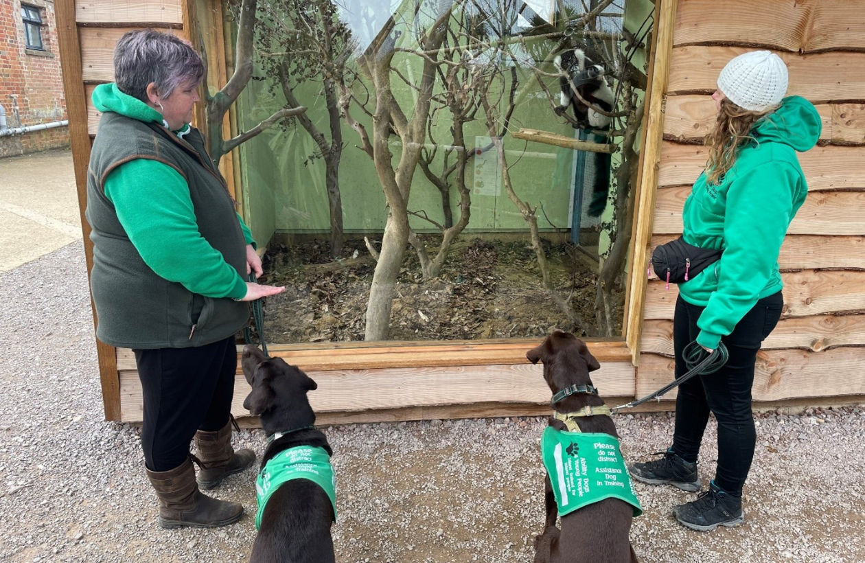 Isle of Wight's Wildheart Animal Sanctuary welcomes assistance dogs - Vimarsana News