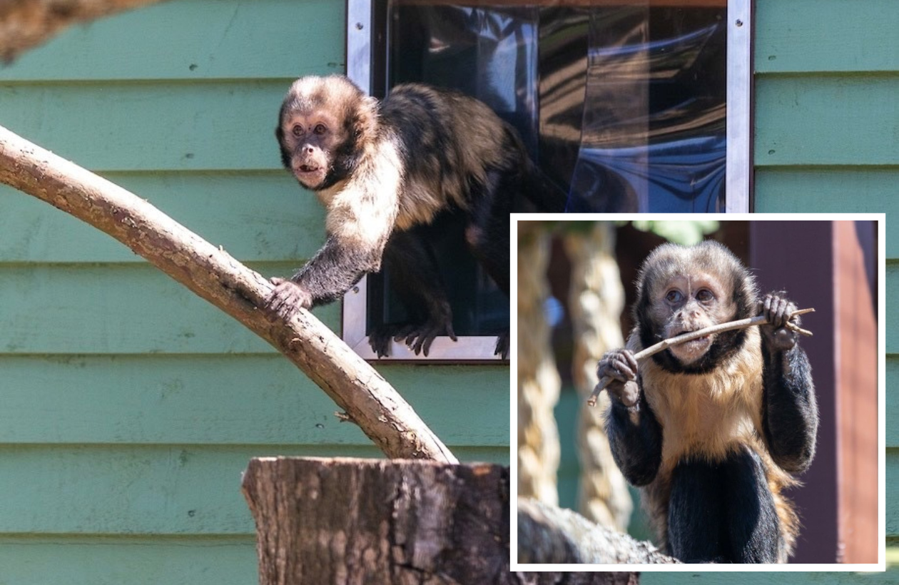 Isle of Wight Monkey Haven homes two endangered capuchins | Isle of Wight County Press - Vimarsana News