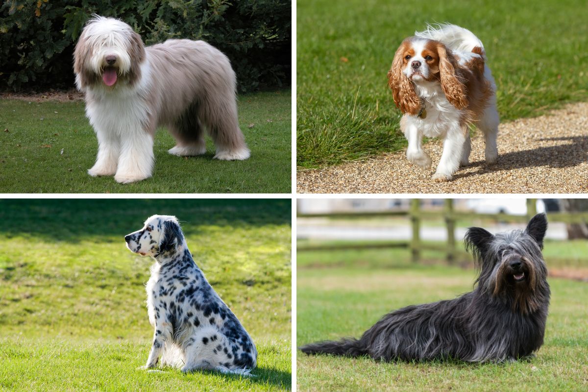 See the 32 UK native dog breeds at risk of being extinct | Isle of Wight County Press - Vimarsana News