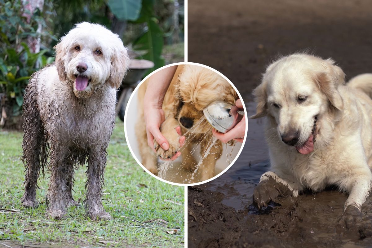 Why does my dog love to roll in the mud? An adorable reason | Isle of Wight County Press - Vimarsana News