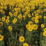 Garlic Farm sunflower field, by Graham Reading