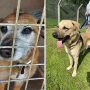 Puppy, left, and Choji, right, need new homes via the Isle of Wight RSPCA.