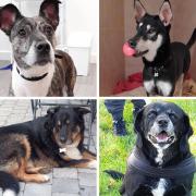 These for dogs are being cared for at RSPCA Isle of Wight while they await their forever homes.