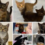 Nine cats at RSPCA Isle of Wight looking for loving homes. Picture: RSPCA