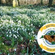 Drifts of snowdrops in Newchurch Cemetery.