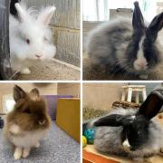 Four fluffy bunnies at RSPCA Isle of Wight branch looking for new homes. Picture: RSPCA