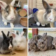 These seven rabbits are all looking for a forever home. Pictures: RSPCA/Canva