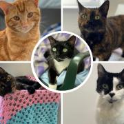 Five cats at Godshill Animal Centre looking for forever homes. Pictures: RSPCA