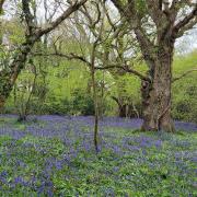 Bluebells in Borthwood Copse. Picture by Denise Russell of the Isle of Wight County Press Camera Club.