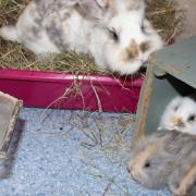 Bonnie and her baby rabbits at the RSPCA IW.