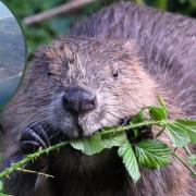 Beavers are set to be introduced on the Isle of Wight by 2024.