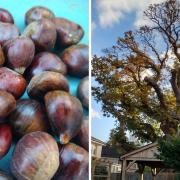 Chestnuts are tasty and right, a chestnut tree.
