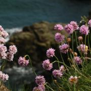 Sea Thrift, which is stunning in the West Wight.