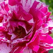 Richard Wright's Apothecary rose.