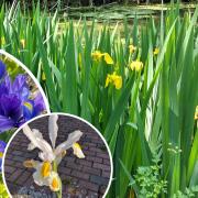 Irises come in all colours and here's the secret to success.