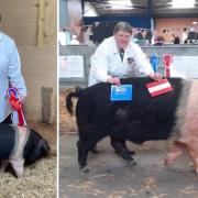 Island pig breeders celebrate success with champion father and son combo