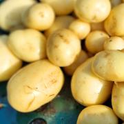 What potatoes SHOULD look like - Richard's earlier success.