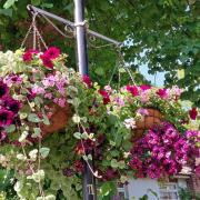 Hanging baskets in Bonchurch for the weekend's open gardens event.