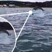 A dolphin leaps out of the water off the Isle of Wight.
