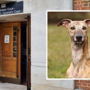 Dogs death caused by 'cruelty and neglect' with Island owner to be sentenced