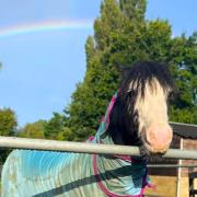 Gary the cob looking wet in Brading, under a rainbow, by Rose Betty.
