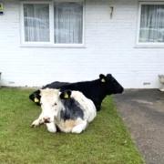 This pair of cows seized the moo-ment.