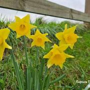 Daffodils in Merstone Lane