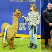 At the British Alpaca Society National Show, with young keeper Rosie Payne.