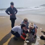Chris, Kerry, Rose and Tom from the Wildheart Animal Sanctuary during the stingray rescue