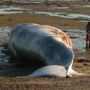 Fin whale washed up on Island beach 18 years ago.